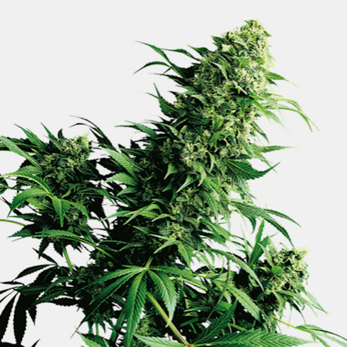 Sensi Seeds - Shiva Shanti