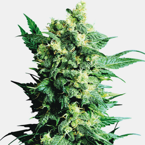 Sensi Seeds - Shiva Shanti II