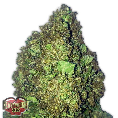 Heavyweight Seeds - Short And Sweet Auto