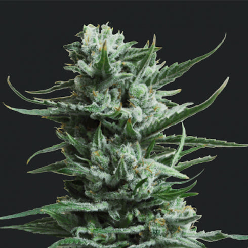 Kalashnikov Seeds - Siberian Haze Auto