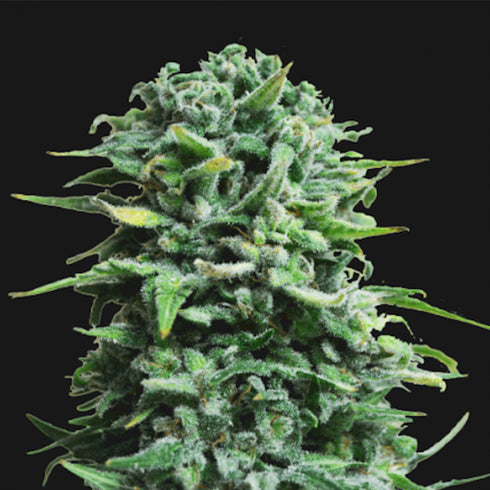 Kalashnikov Seeds - Siberian Haze