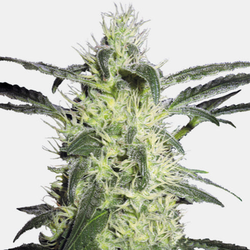 Sensi Seeds - Silver Haze