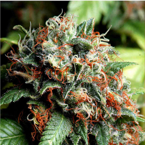 Delta 9 Labs - Simpson Kush (Rick Simpson)