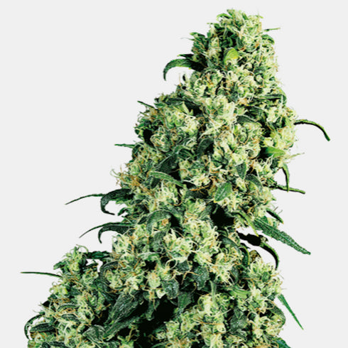 Sensi Seeds - Skunk #1