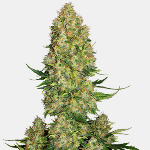 Sensi Seeds - Skunk #1 Auto