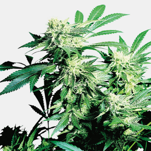 Sensi Seeds - Skunk Kush