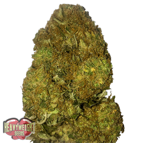 Heavyweight Seeds - Skunky Monkey Auto