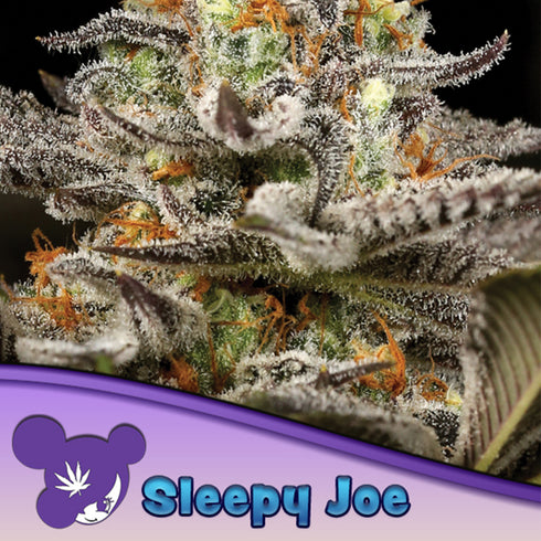 Anesia Seeds - Sleepy Joe