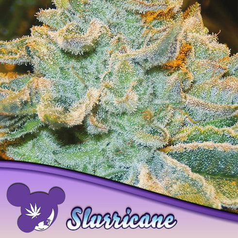 Anesia Seeds - Slurricane