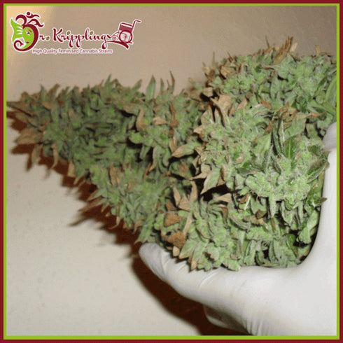 Dr Krippling Seeds - Smokin' Gun Auto
