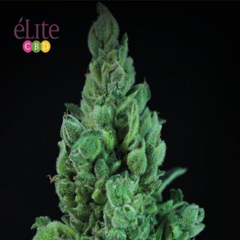 Elite Seeds - Solodiol CBD Auto