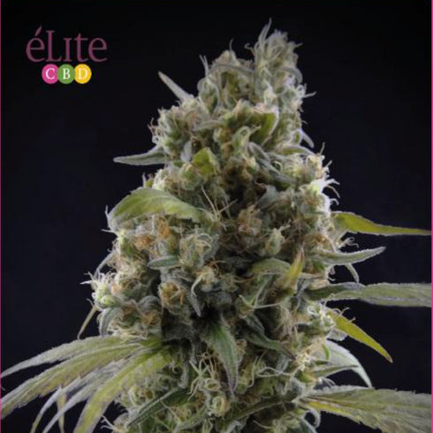 Elite Seeds - Solodiol CBD