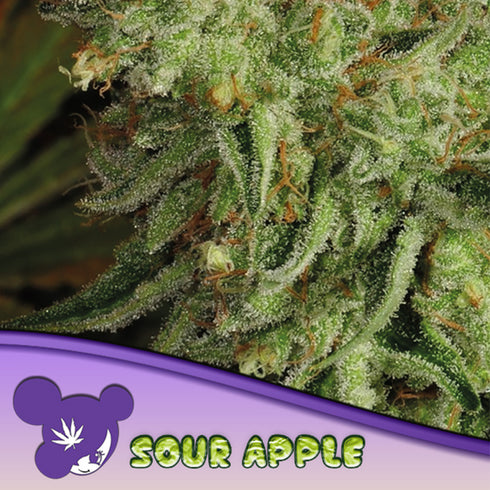 Anesia Seeds - Sour Apple