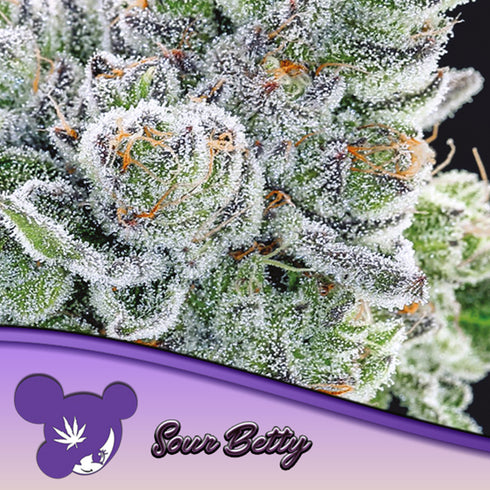 Anesia Seeds - Sour Betty