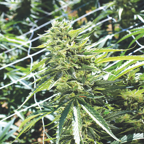 Emerald Triangle - Sour Lemon OG