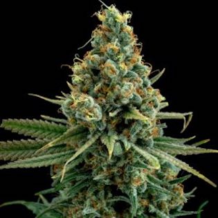 Elev8 Seeds - Sour Patch Kiss