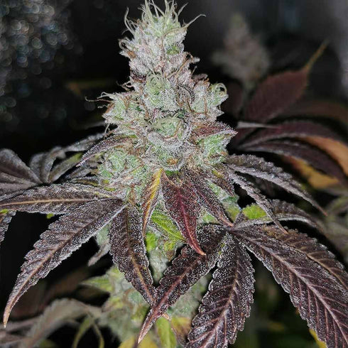 Pheno Finder Seeds - Sour Kuntz