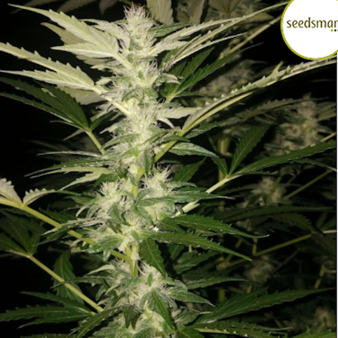 Seedsman - Sour Diesel Haze Auto