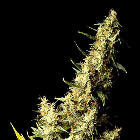 Delta 9 Labs - Southern Lights