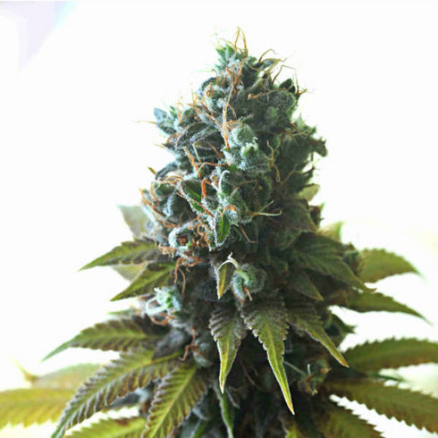 Delta 9 Labs - Southern Lights #7