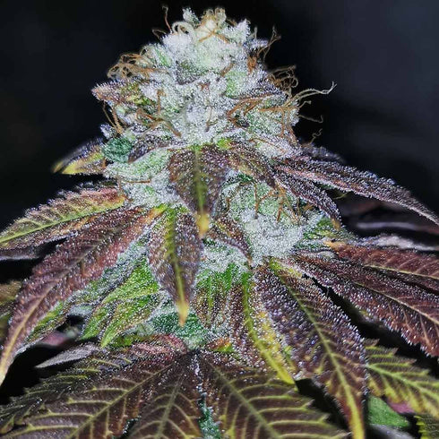 Pheno Finder Seeds - Squirterz