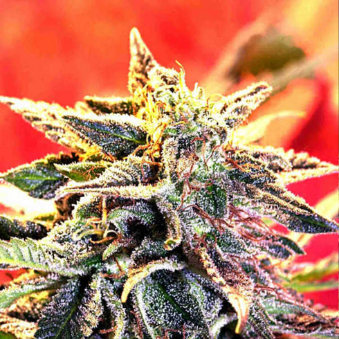 Delta 9 Labs - Star Gazer