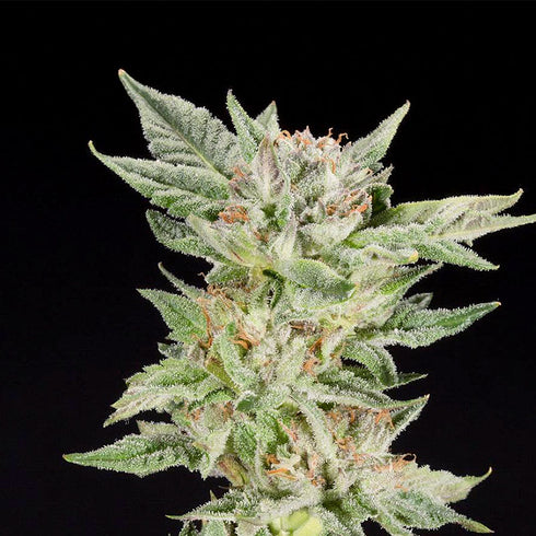 Elev8 Seeds - Strawberry Gelato