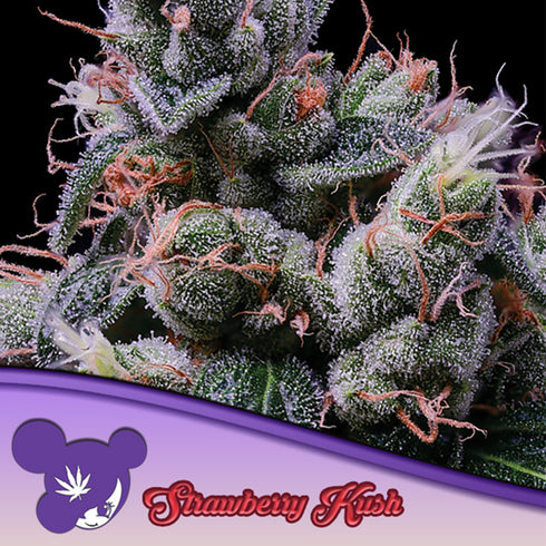 Anesia Seeds - Strawberry Kush