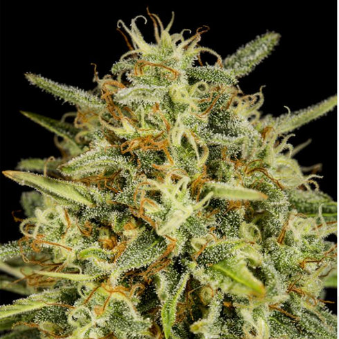 Dinafem Seeds - Strawberry Amnesia