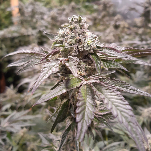 Devils Harvest Original Seeds - Strawberry-Line