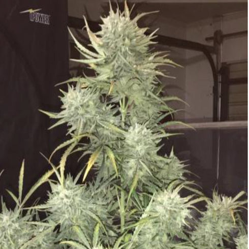 Phoenix Seeds - Strong Stuff Auto