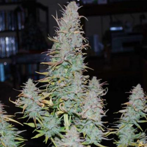 Phoenix Seeds - Strong Stuff