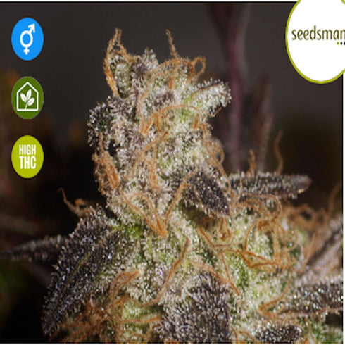 Seedsman - Sugar Haze