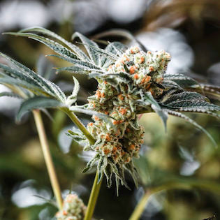 Elev8 Seeds - Sundae Punch