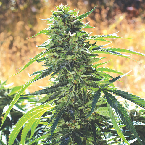 Emerald Triangle - Super Sour OG