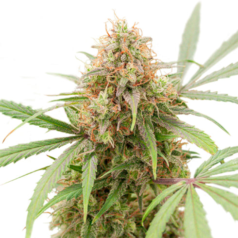 Super Sativa Seed Club - Auto AK Triple Haze