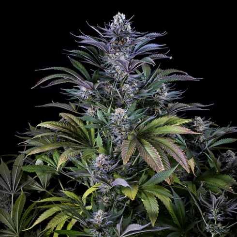 Dinafem Seeds - Super Silver