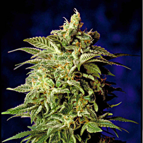 Delta 9 Labs - Super Star