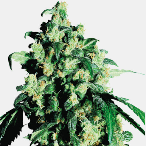 Sensi Seeds - Super Skunk