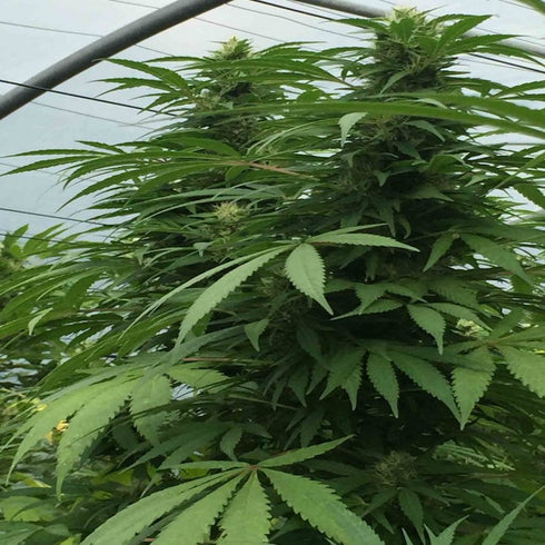 Super CBDx - Sweet Cheese x SCBDX