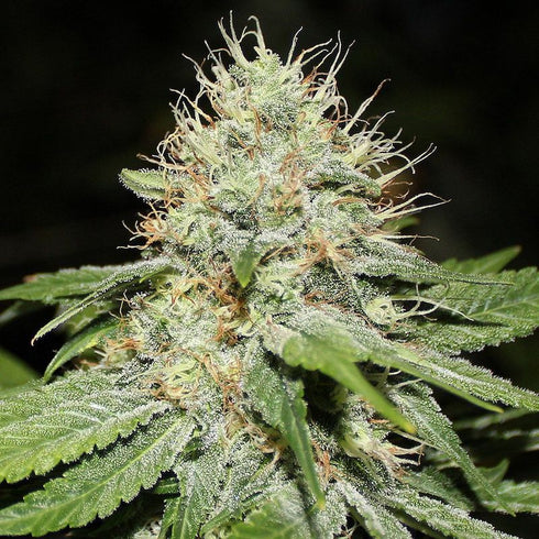 Spliff Seeds - Sweet 'n' Sour