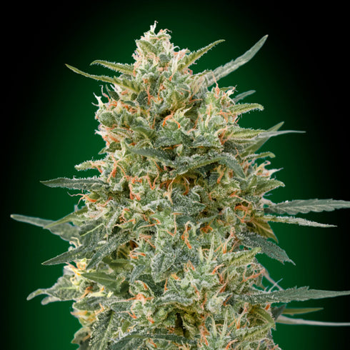 00 Seeds - Sweet Critical CBD