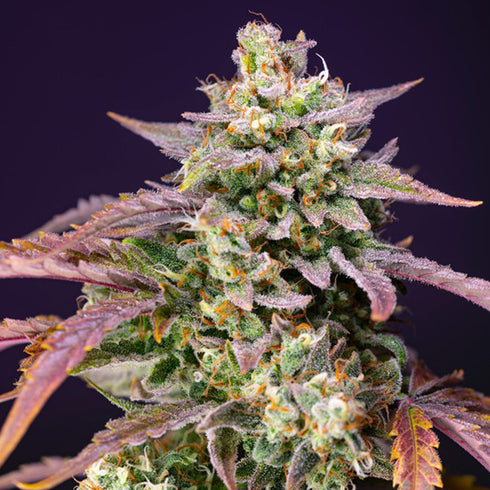 Sweet Seeds - Purple Punch OG XL Auto