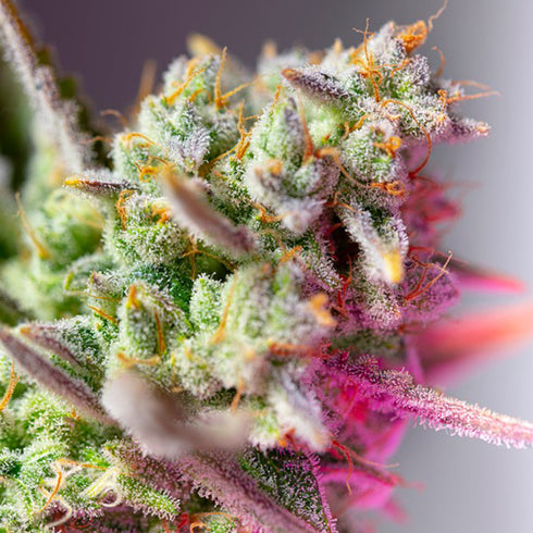 Sweet Seeds - Sweet Mimosa XL Auto