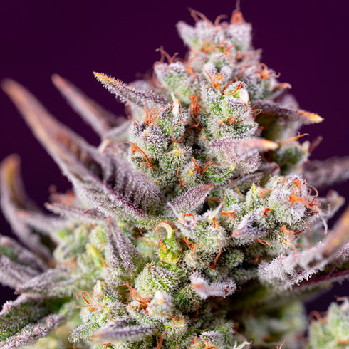 Sweet Seeds - Sweet Zenzation XL Auto