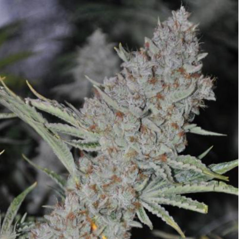 Phoenix Seeds - Sweet Tooth Express Auto