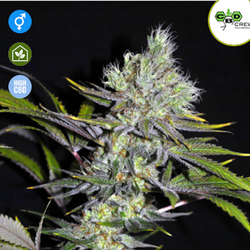 Seedsman - Sweet 'N' Sour CBD