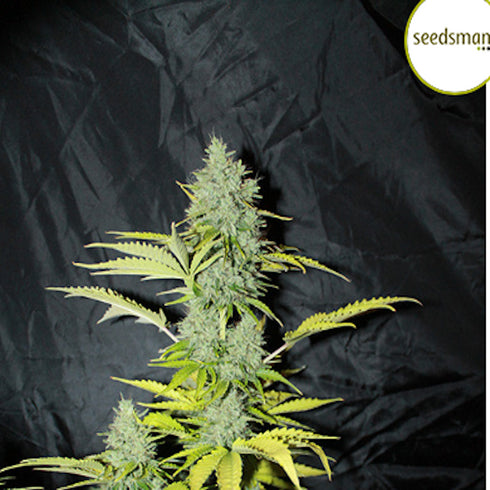 Seedsman - Sweet Tooth Auto