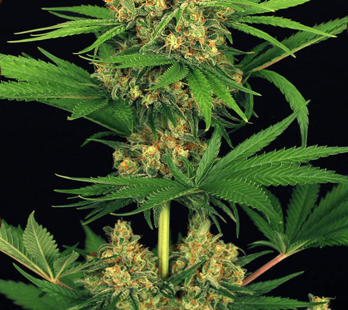 Exotic Seeds - Tangerine Kush