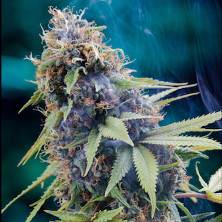 Homegrown Natural Wonders - Tardis